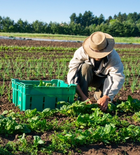 Azienda agricola biologica ad Apollinara